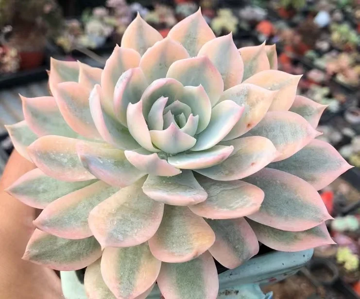  212. Echeveria peacockii Variegated  single head 7-8cm/ Echeveria / Succulent plants / Garden landscape / Carefully select healthy plants