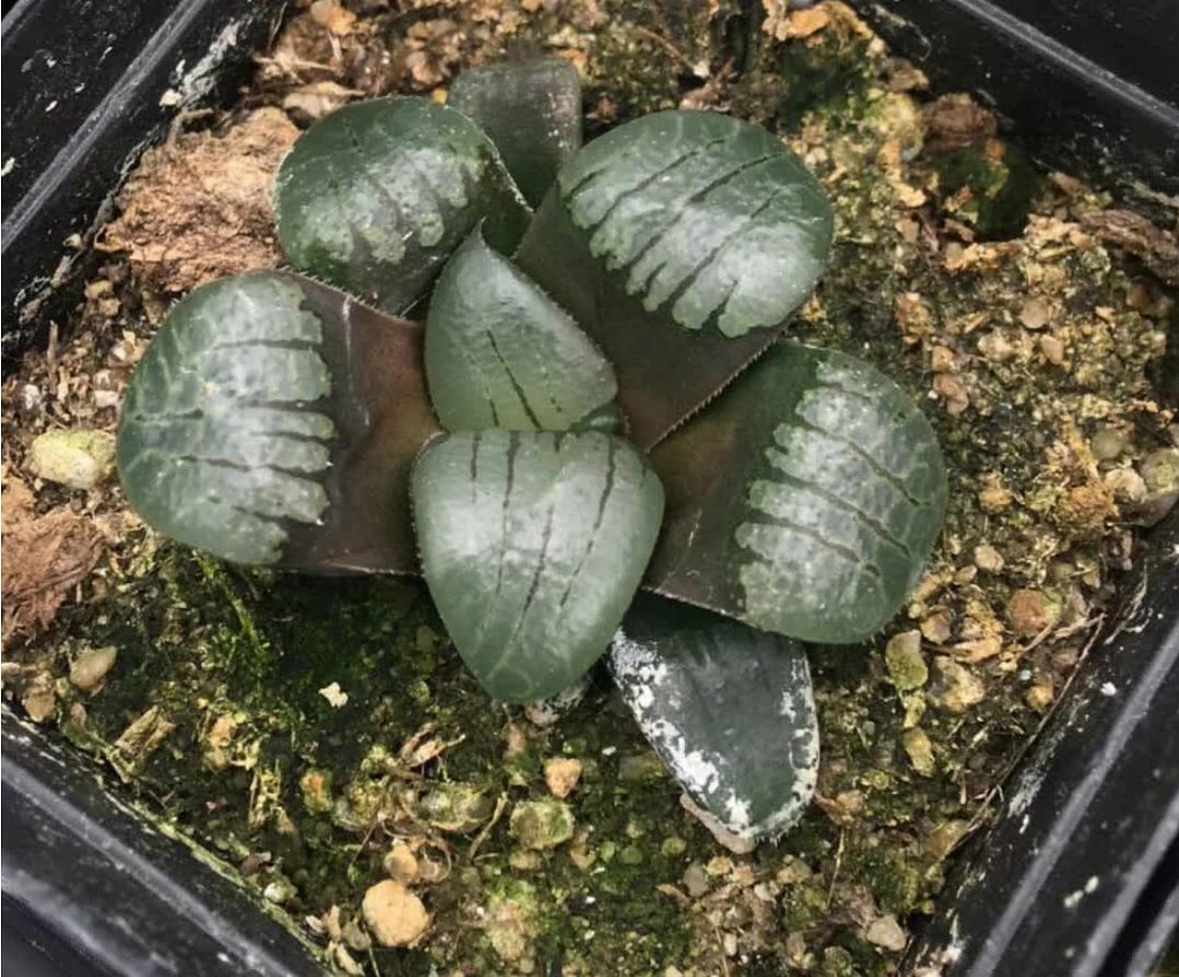 plant Aeonium Echeveria Haworthia  Caudex  Lithops Cactus  Agave 