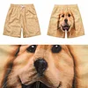 Funny Dog Shorts，Funny Men's Beach Pants Sweatpants