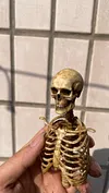 1/6 scale (approximately 12 inches) movable human skeleton model