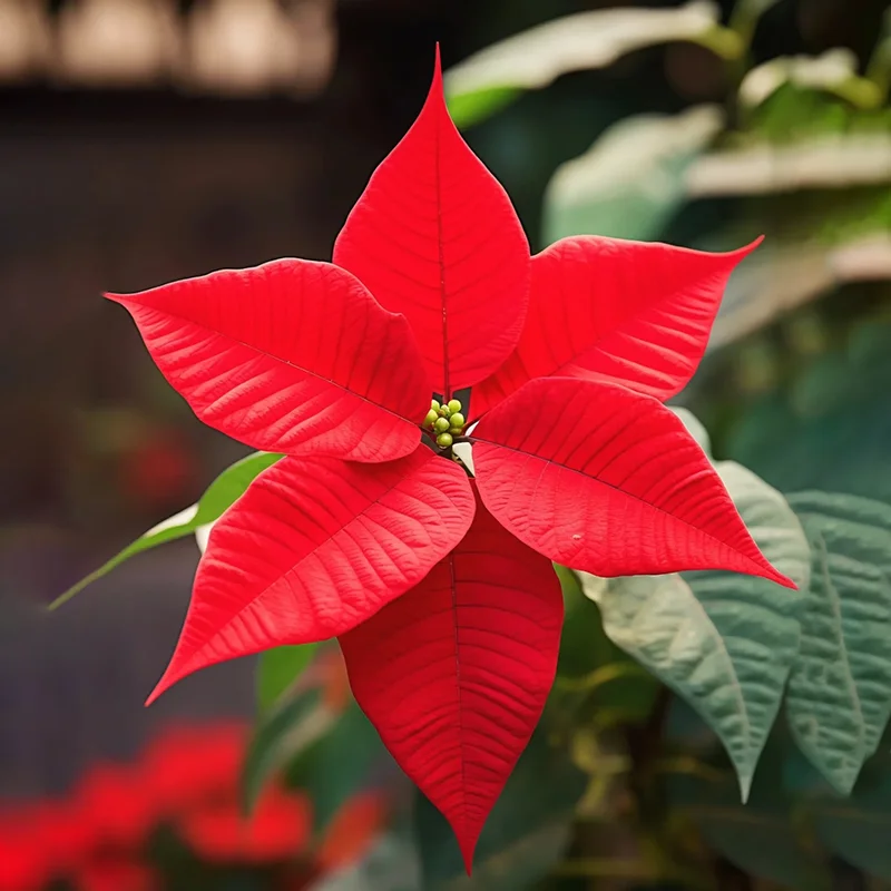 🎄Christmas atmosphere✨Poinsettia