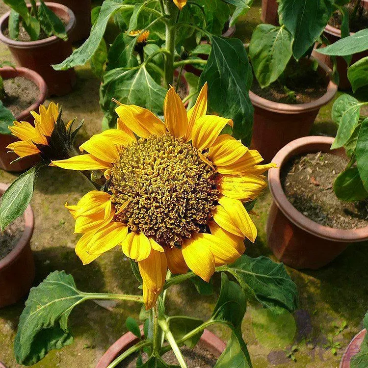 40pcs Dwarf Sunflower Seeds Rare Flower Seeds