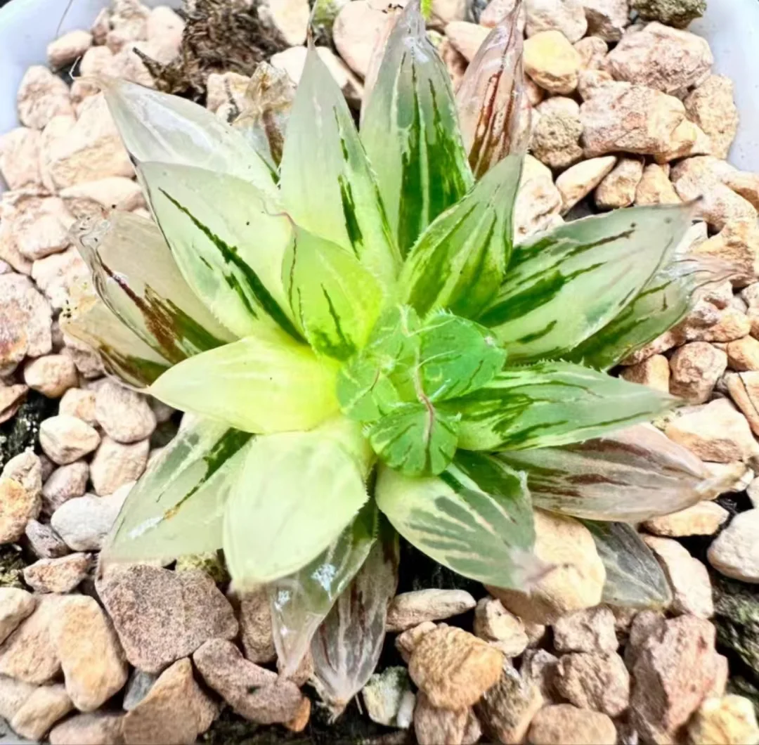 plant Aeonium Echeveria Haworthia  Caudex  Lithops Cactus  Agave 