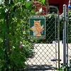 Brush Teeth Cat - Vintage Metal Signs(12*16Inch) - Cat