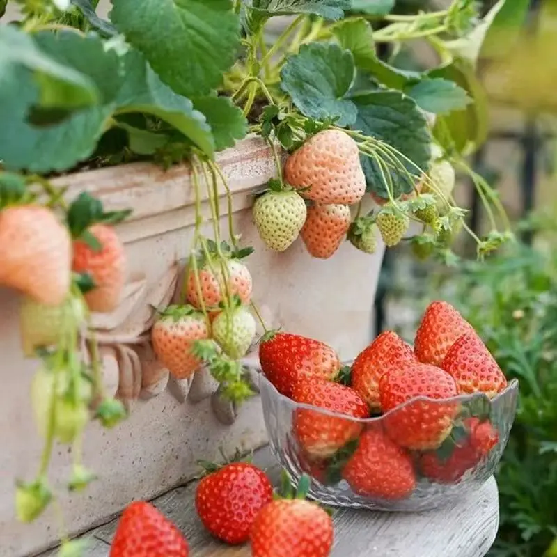 800pcs Organic Red Strawberry Seeds – Non-GMO, Sweet & Juicy Fruit Variety for Home Garden Planting | Easy to Grow, Healthy Snack for Kids & Adults | Perfect for Pots, Planters, and Outdoor Beds