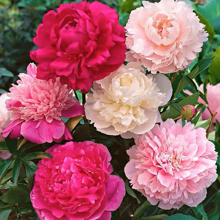 Peony Seeds – Blooms of Grace 🌸