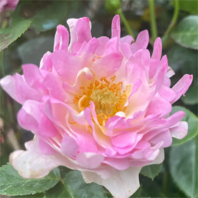 🌙Rosa chinensis - 'Sea Anemone’ Jonyparkseed®