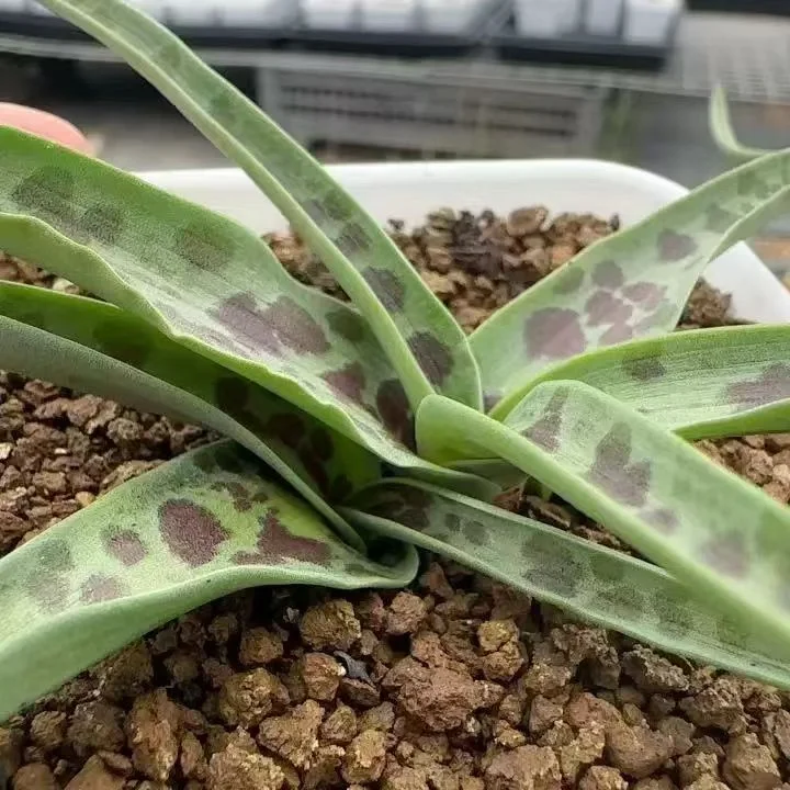 plant Aeonium Echeveria Haworthia  Caudex  Lithops Cactus  Agave 