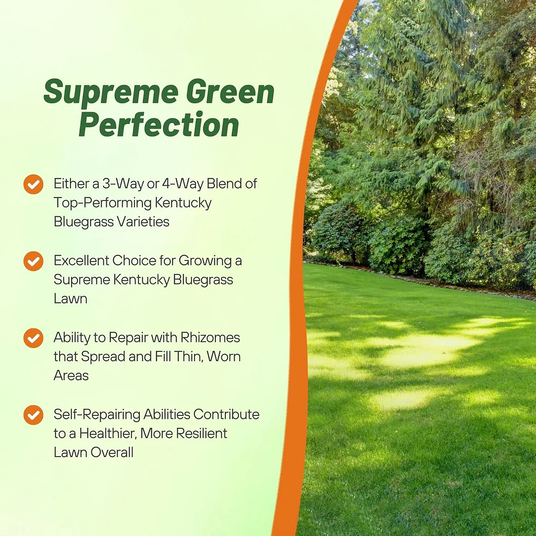 Kentucky Bluegrass - Supreme