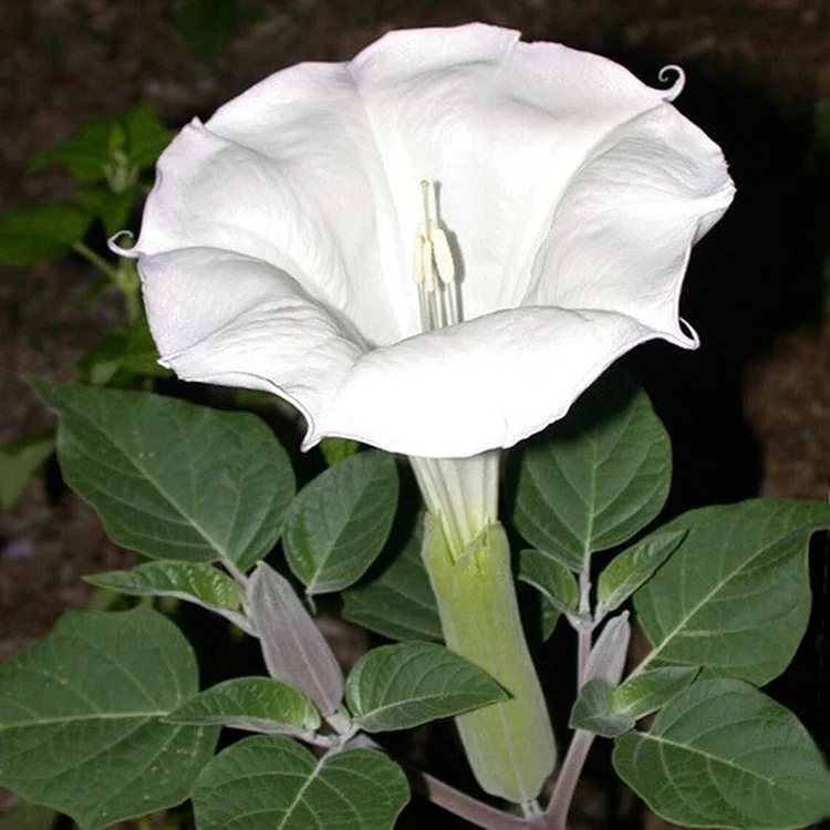 Sacred Datura Moonflower Moon Lily Angel's Trumpet Flower Premium Seeds Packet