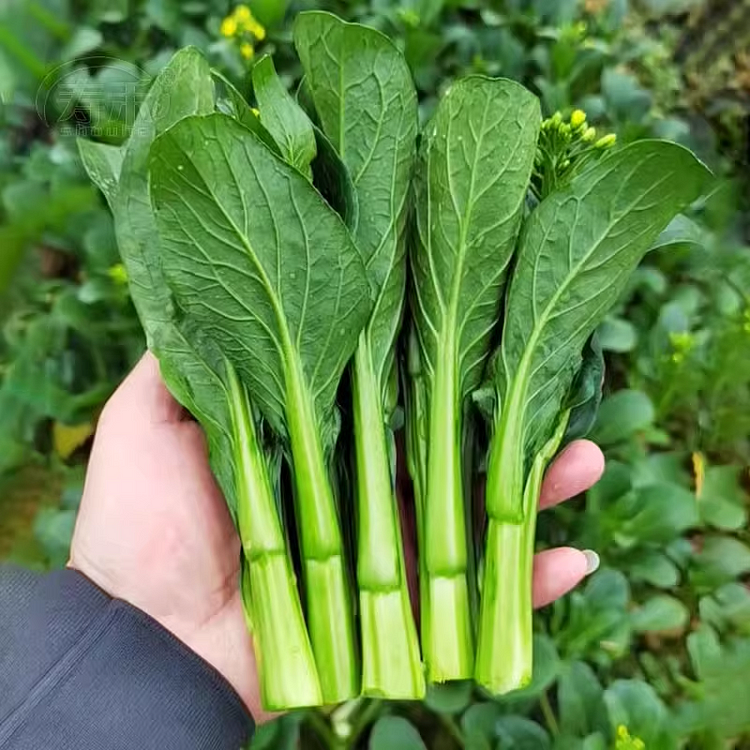 Four-Nine Choy Sum Seeds