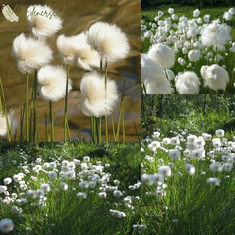 Cotton Grass Seeds