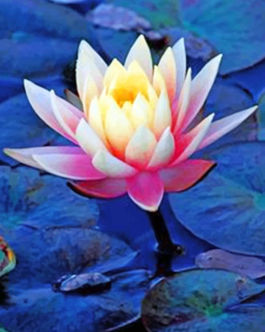 

Aesthetic Lotus – Lotus Paint By Numbers - 40*50CM, 501 Original