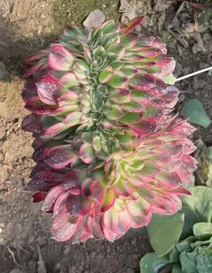 plant Aeonium Echeveria Haworthia  Caudex  Lithops Cactus  Agave 