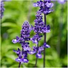 Sapphire Blue Sage Seeds for Planting Salvia Farinacea Pack of 800 Seeds 