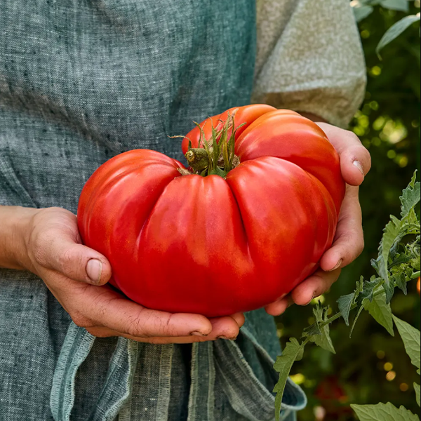 Organic Giant Monster Tomato 100 Seeds JONY PARK