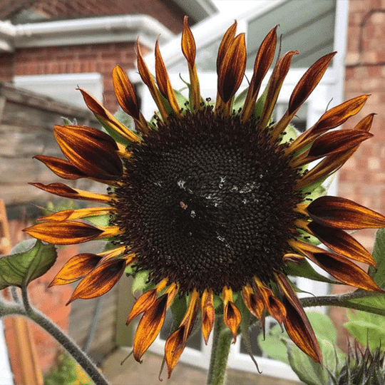 Tiger sunflower seeds Jonyparkseed®