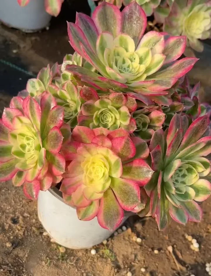 plant Aeonium Echeveria Haworthia  Caudex  Lithops Cactus  Agave 