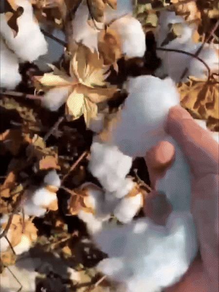 1月20日(1).gif__PID:0ee0d111-ed86-4d27-84a1-31ef0bcf6c31