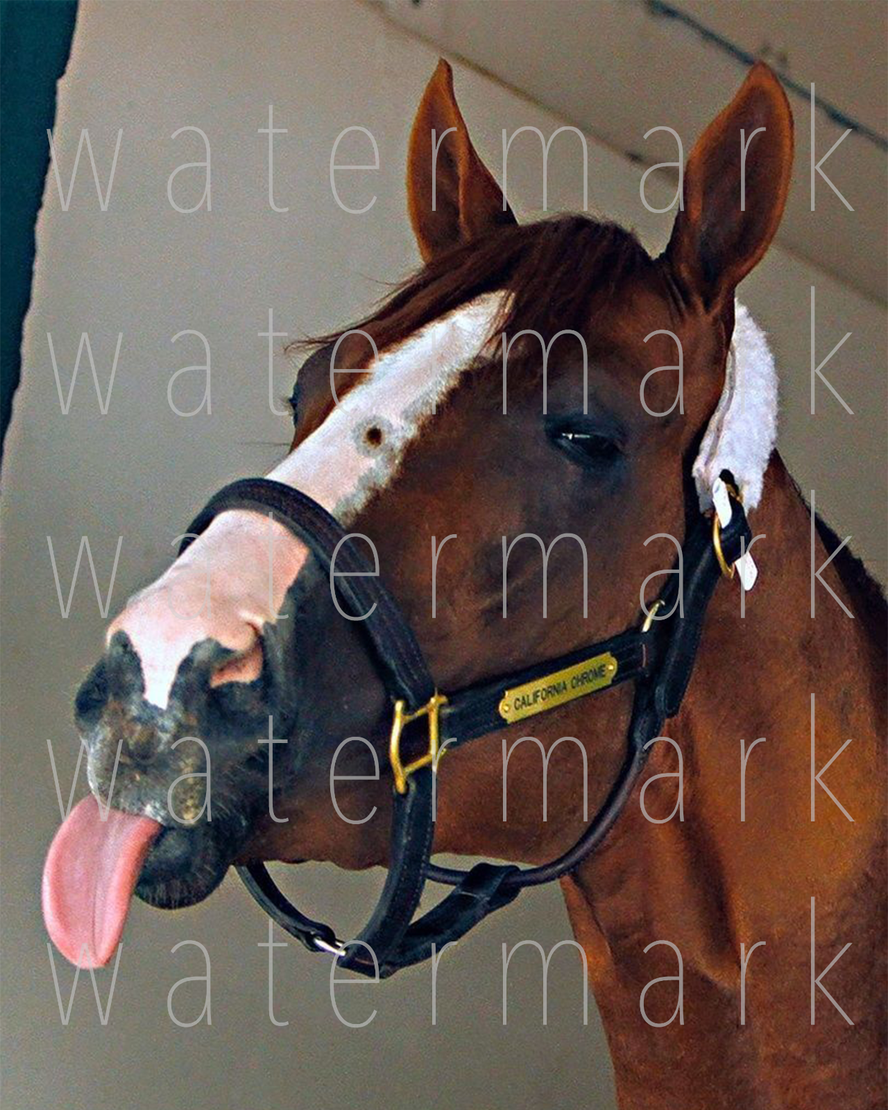 California Chrome Funny Tongue Kentucky 8X10 Photo Poster painting picture poster wall art RP