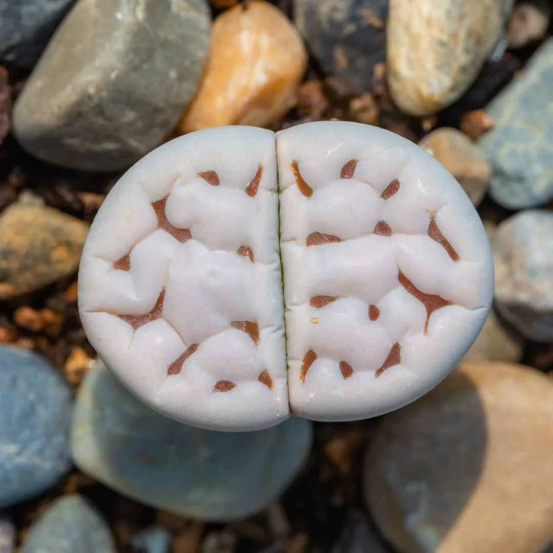 plant Aeonium Echeveria Haworthia  Caudex  Lithops Cactus  Agave 