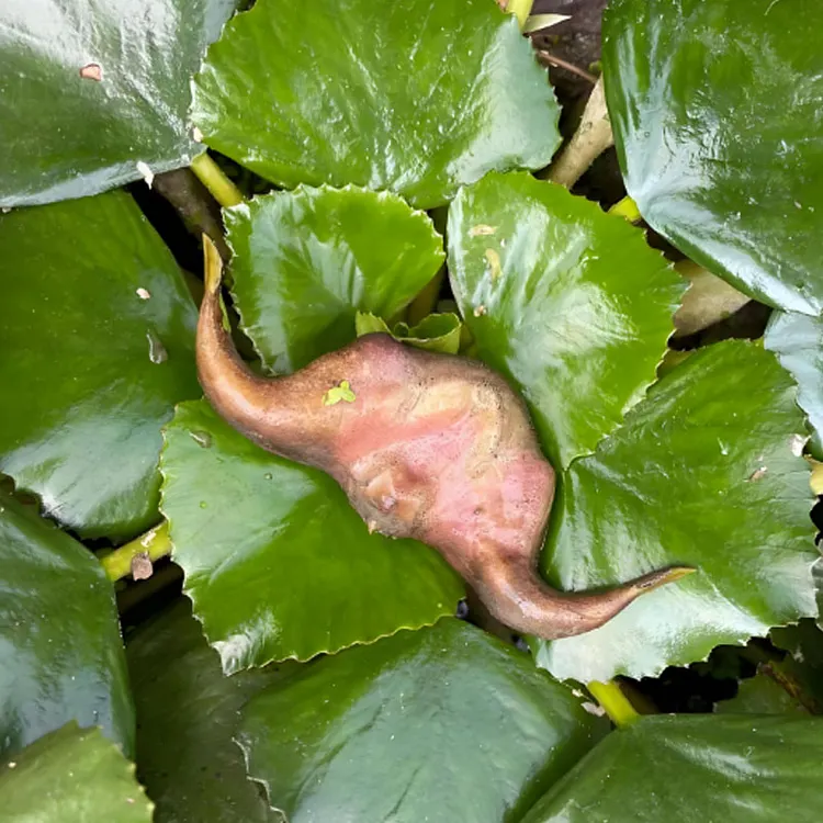 WATER CALTROP SEEDS - Easy to Grow, Delicious to Enjoy!