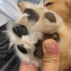 FreshPaws&trade; Electric Fur Trimmer
