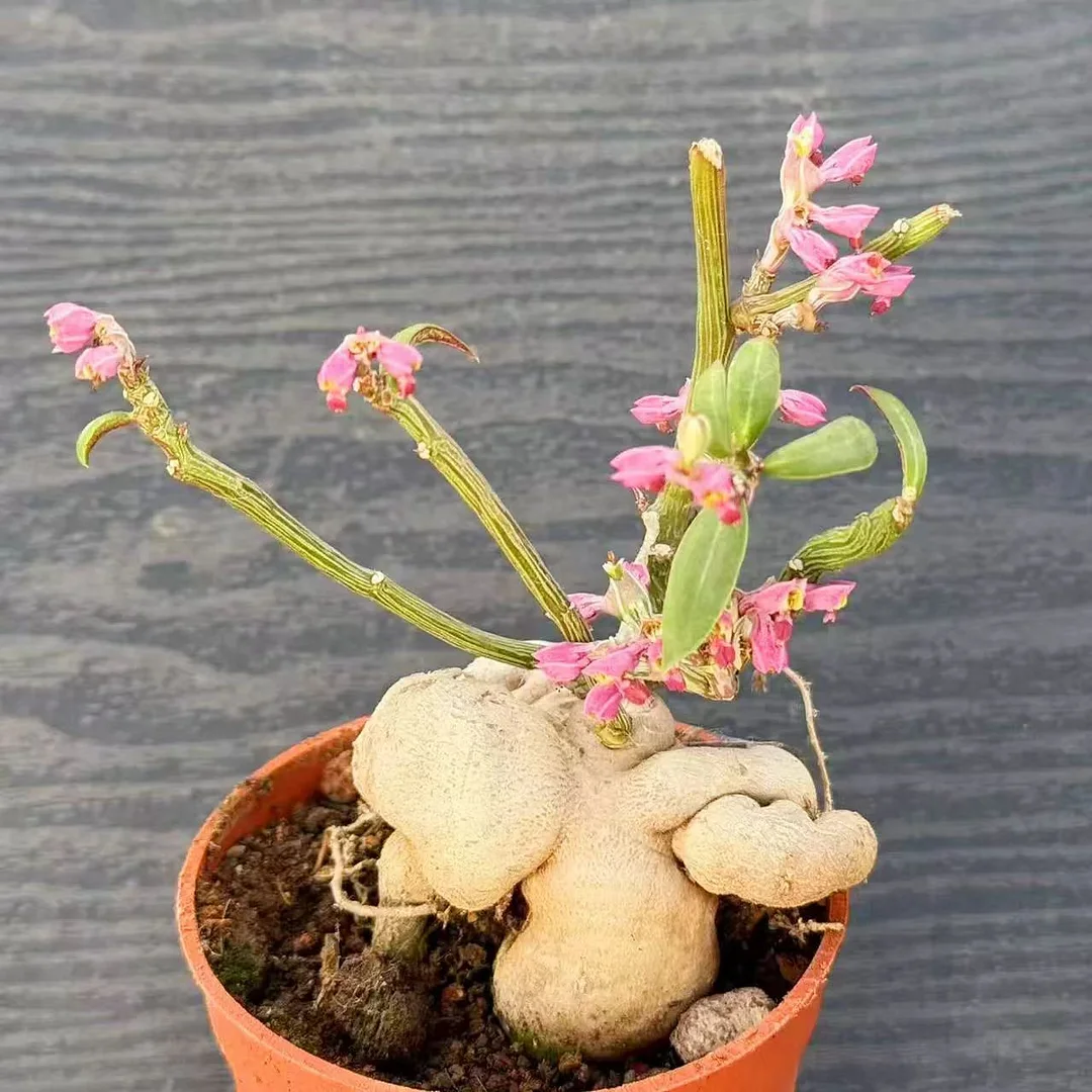 plant Aeonium Echeveria Haworthia  Caudex  Lithops Cactus  Agave 