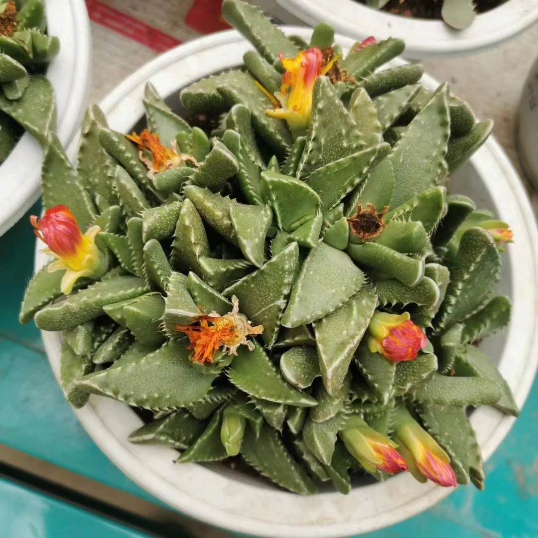 plant Aeonium Echeveria Haworthia  Caudex  Lithops Cactus  Agave 