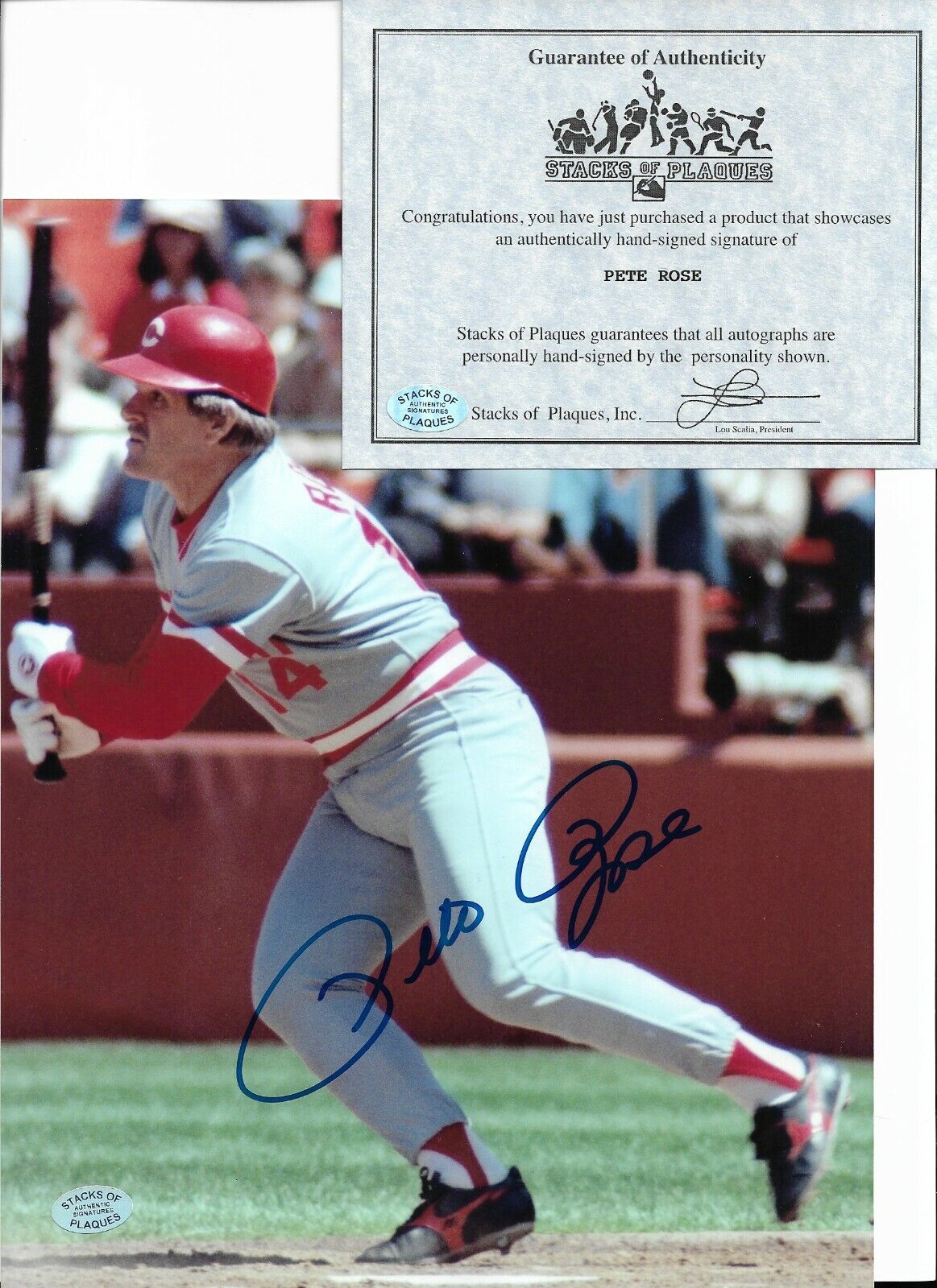 Autographed Cincinnati Reds ~Pete Rose~ Signed 8x10 Baseball Action Photo Poster painting SOPCOA