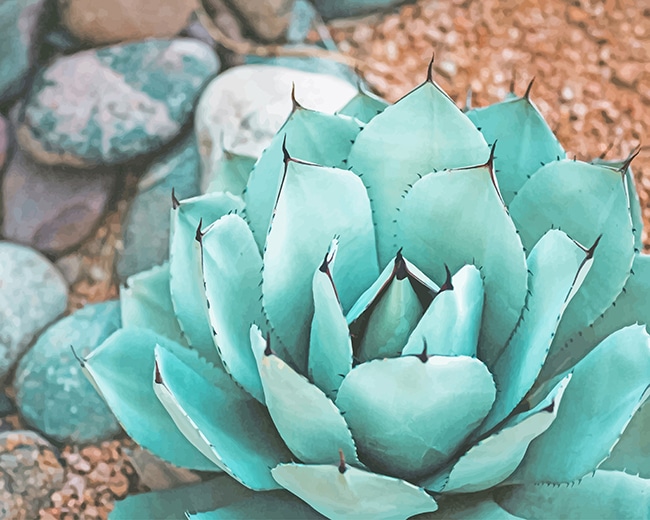 

Succulent Near Rocks – Paint By Numbers - 40*50CM, 501 Original