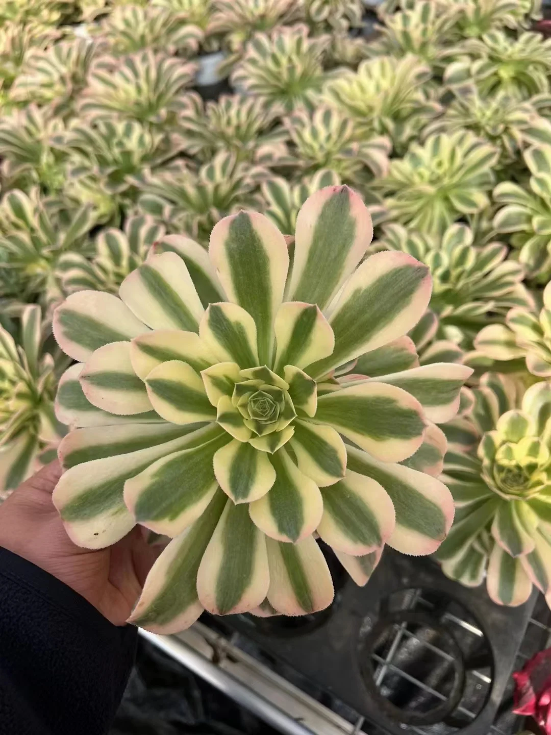 plant Aeonium Echeveria Haworthia  Caudex  Lithops Cactus  Agave 