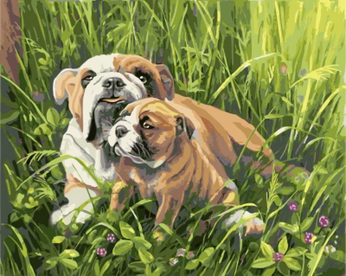 

Bull Dogs – Paint By Numbers - 40*50CM, 501 Original