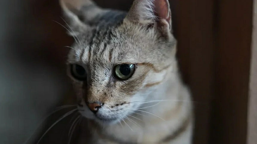 How to Tell If Your Cat Is Dying – Key Signs & End-of-Life Care Tips