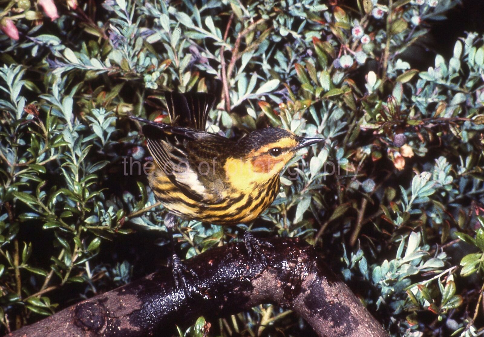 CAPE MAY WARBLER 35mm FOUND SLIDE Vintage COLOR Original Photo Poster painting 111 T 3 N