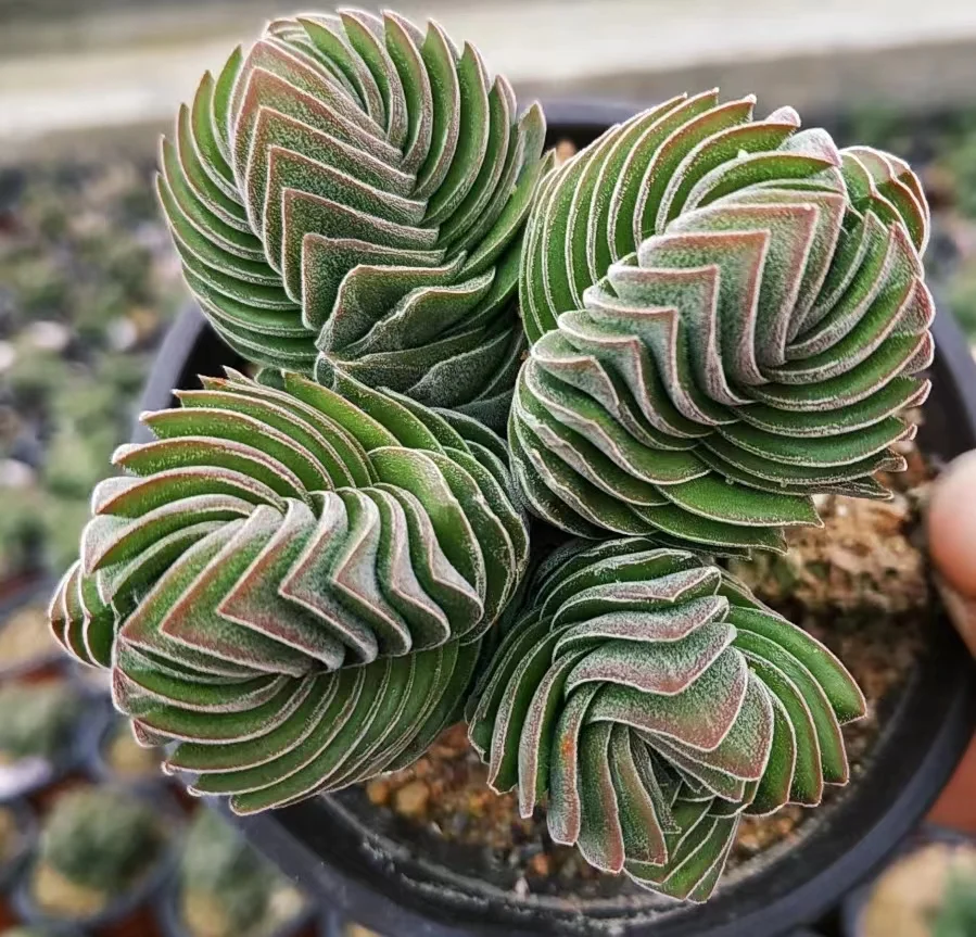 plant Aeonium Echeveria Haworthia  Caudex  Lithops Cactus  Agave 