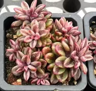 plant Aeonium Echeveria Haworthia  Caudex  Lithops Cactus  Agave 