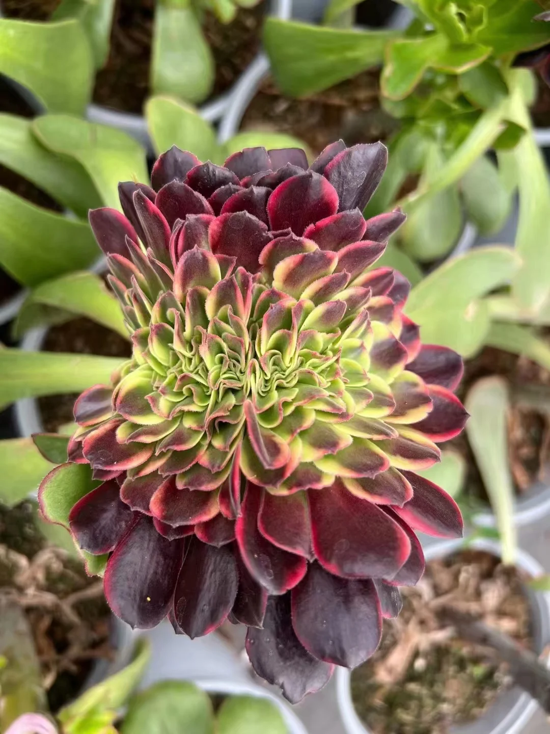 plant Aeonium Echeveria Haworthia  Caudex  Lithops Cactus  Agave 