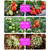 5M Flower Plant Phyto Growth Lamp 2835 SMD for Plants Hydroponics Growing System