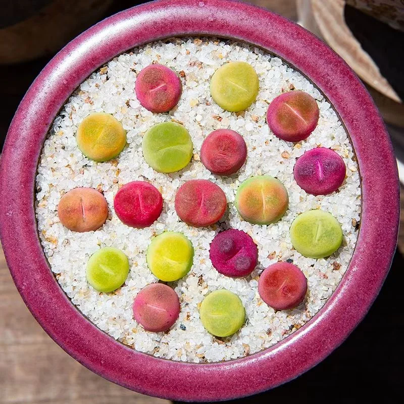 plant Aeonium Echeveria Haworthia  Caudex  Lithops Cactus  Agave 