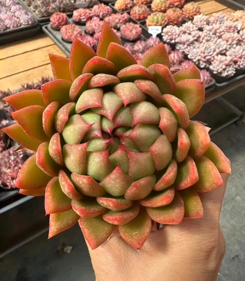 plant Aeonium Echeveria Haworthia  Caudex  Lithops Cactus  Agave 