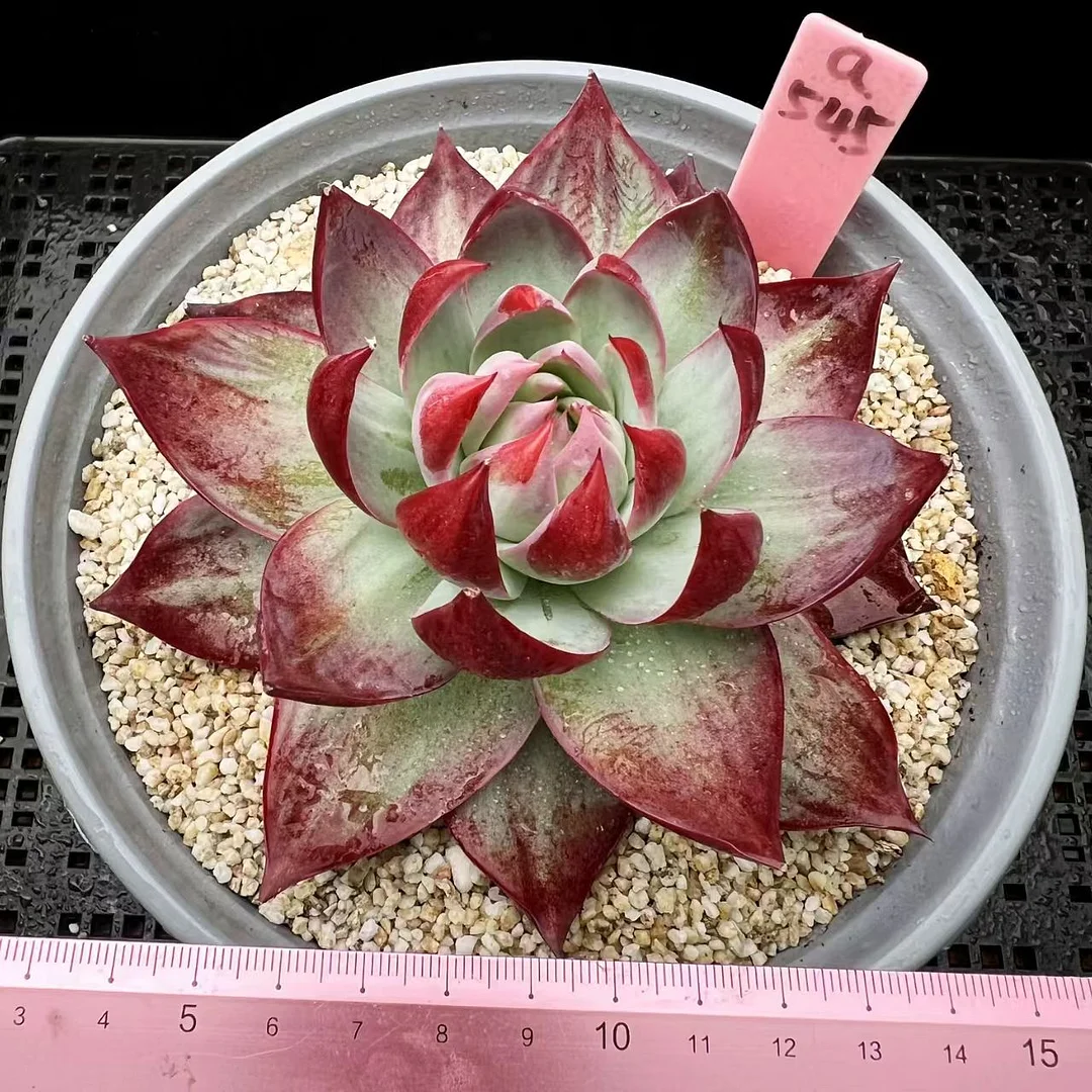 plant Aeonium Echeveria Haworthia  Caudex  Lithops Cactus  Agave 