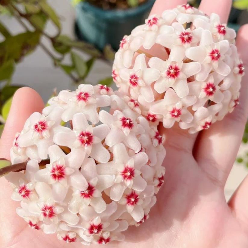 ✨Hoya Bulbs- Stars falling from the sky✨