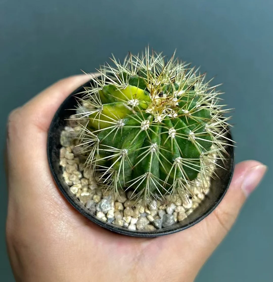 990.Melocactus broadwayi (Britton & Rose) Houghton variegated 5cm/ Cactus plants / Succulent plants / Garden landscape / Carefully select healthy plants