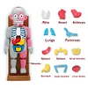 3D Jigsaw Puzzle Human Organ Model Party Game