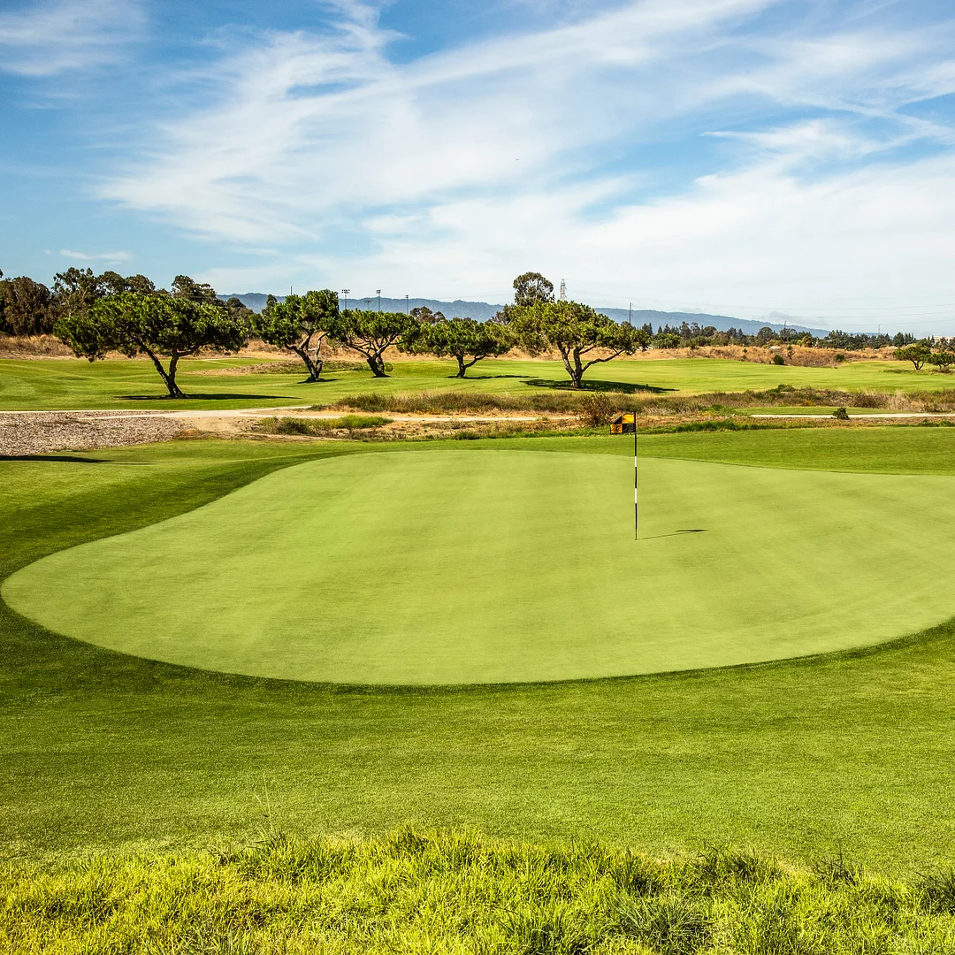 Pure Select Creeping Bent Grass