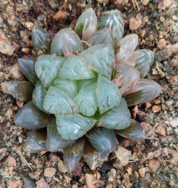 plant Aeonium Echeveria Haworthia  Caudex  Lithops Cactus  Agave 