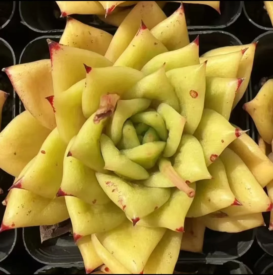 plant Aeonium Echeveria Haworthia  Caudex  Lithops Cactus  Agave 