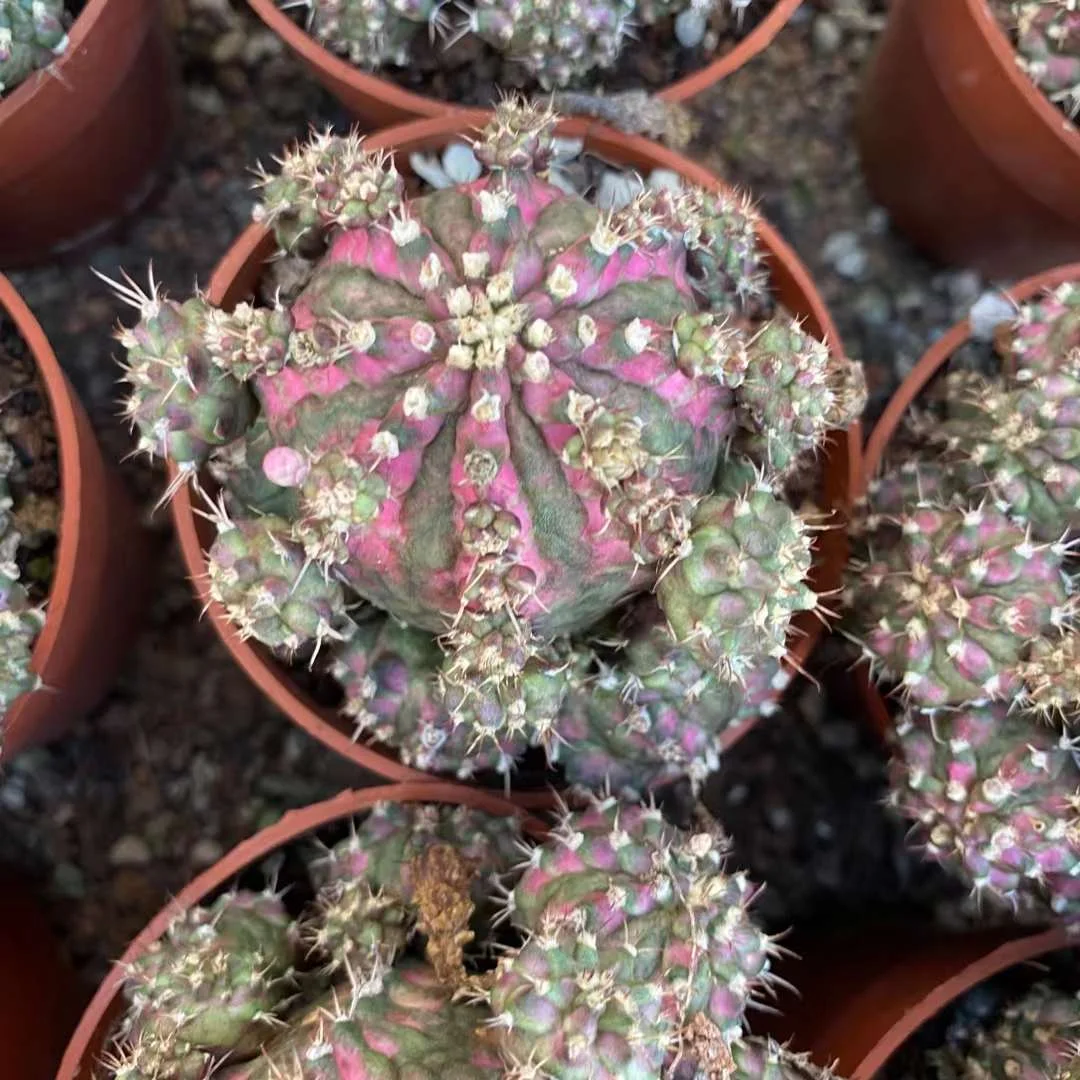 plant Aeonium Echeveria Haworthia  Caudex  Lithops Cactus  Agave 