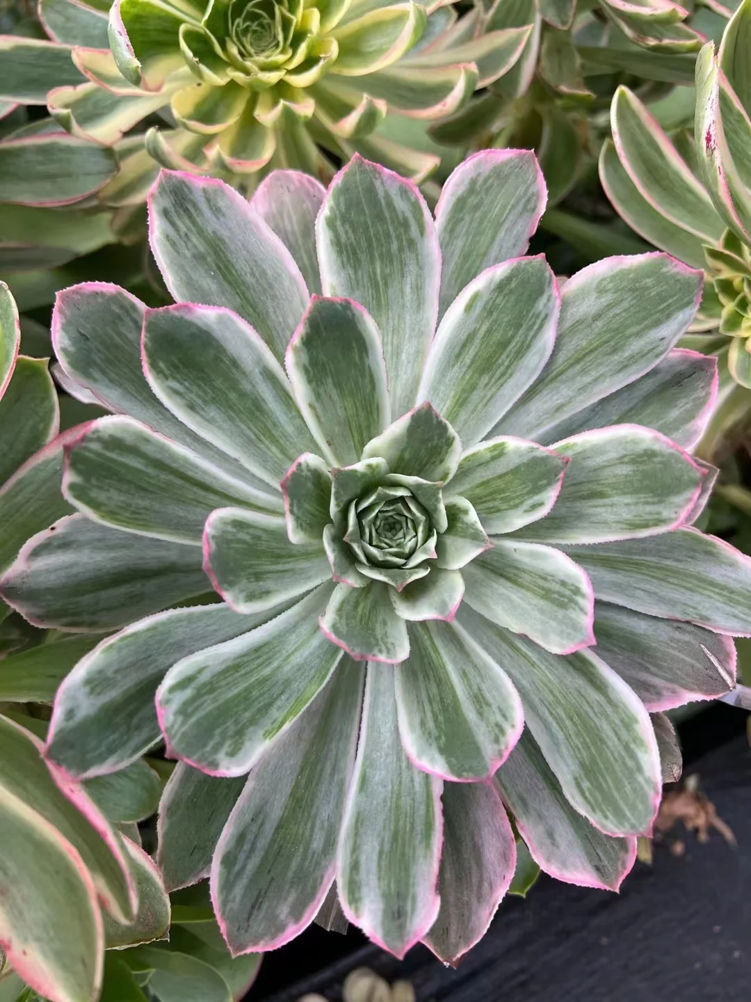 372. Aeonium percarneum variation (Silver)  single head and cutting /Aeonium plants / Garden landscape / Carefully select healthy plants